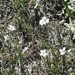 Petrorhagia saxifraga Flower