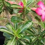 Adenium obesumBlüte