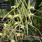 Brassia verrucosa Кветка