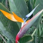 Strelitzia reginaeBlüte