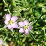 Spergularia rubra Flor