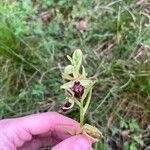 Ophrys sphegodes Lorea
