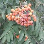 Sorbus aucuparia果實