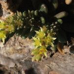 Sedum litoreum Habitus