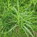 Sorghum halepenseLeaf