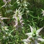 Monarda punctata Leaf