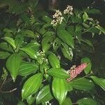 Miconia cooperi Other