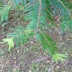 Abies alba Blad