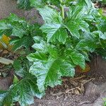 Acanthus mollis Leht