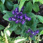 Heliotropium arborescens Cvet