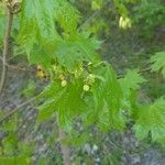 Acer platanoides Lapas