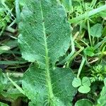 Rumex pulcher Leaf