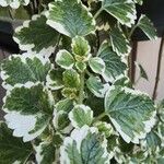 Plectranthus madagascariensis Folha