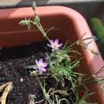 Spergularia rubraFlower