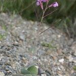 Moricandia moricandioides Hábito