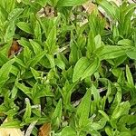 Gratiola officinalis Fuelha