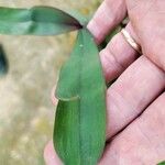 Rhipidoglossum rutilum Leaf