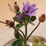 Geranium pyrenaicumFlower