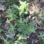Dysphania pumilio Hoja
