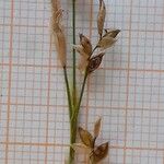 Carex alba Květ