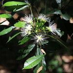 Maerua bussei Floro