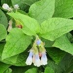 Symphytum caucasicum Folha