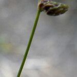 Isolepis pseudosetacea Flower