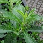 Stevia rebaudiana Ліст