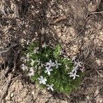 Phlox austromontana Flower