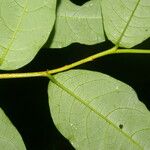 Margaritaria nobilis ഇല
