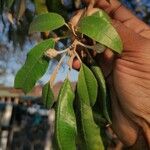 Croton gratissimus Burch.Leaf