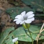 Cerastium scaposum