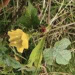 Merremia hederacea Lorea