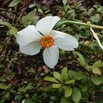 Narcissus poeticus Fula