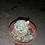 Mammillaria gracilis Hostoa