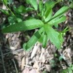 Ranunculus abortivus Feuille