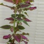 Plectranthus scutellarioides Yaprak