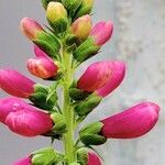 Digitalis thapsi Inny