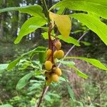 Oemleria cerasiformis Fruit