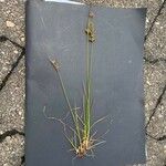 Carex pilulifera ফুল