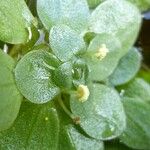 Callitriche brutia Mosusu