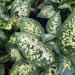 Dieffenbachia seguine List