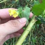 Merremia hederacea Blatt