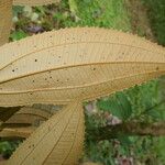 Miconia xalapensis Blad