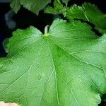 Abelmoschus esculentus Leaf