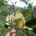 Cerberiopsis neriifolia Bloem