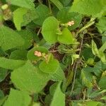 Indigofera nummulariifolia Leaf