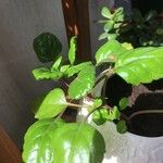 Plectranthus parviflorus Blad