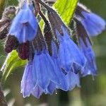 Symphytum caucasicum Flower