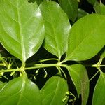 Chiococca alba Yaprak